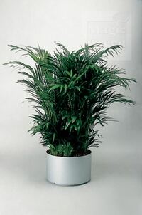 12-Chrysalidocarpus